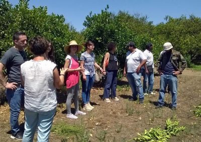 Tecniche di coltivazione di un agrumeto, corso tenutosi a Catania (CT) - Progetto Social Farming Sicilia