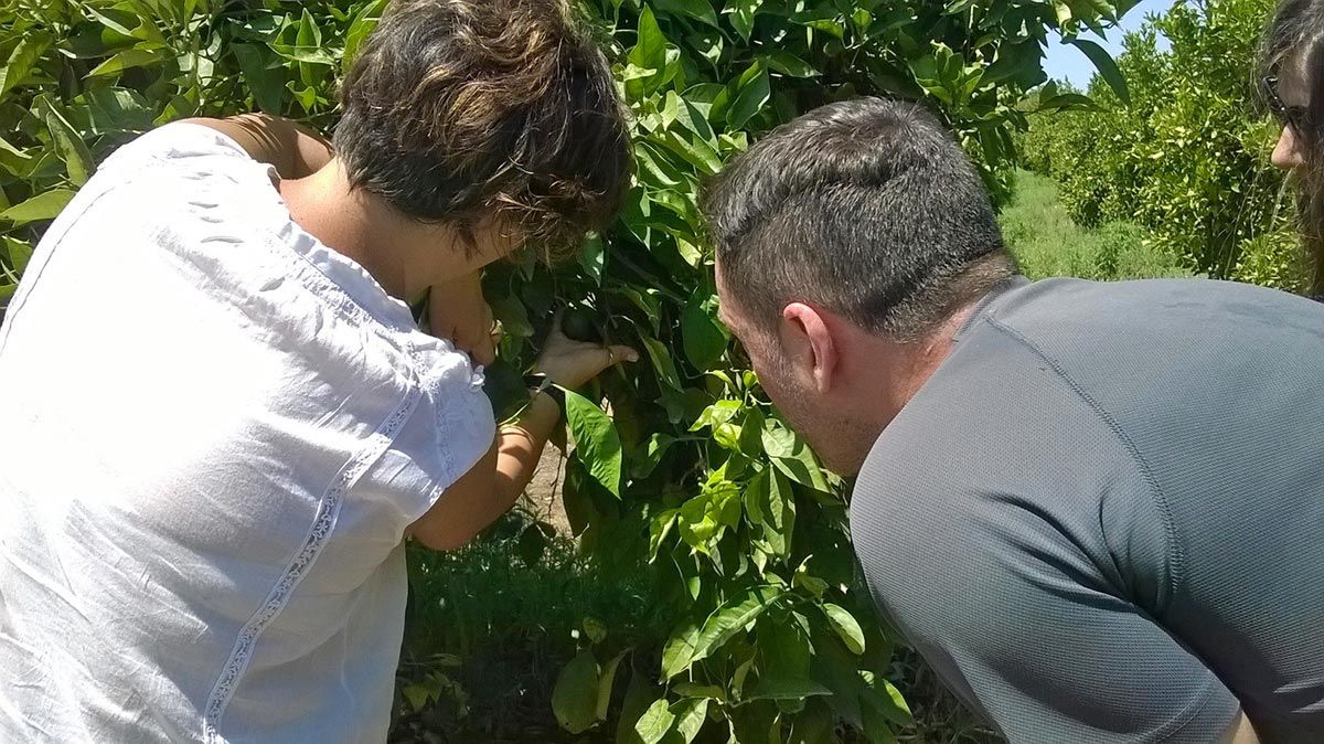 Tecniche di coltivazione di un agrumeto, corso tenutosi a Catania (CT) - Progetto Social Farming Sicilia