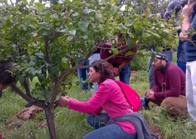 Tecniche di coltivazione degli agrumi – Corso previsto dal progetto Social Farmin 2.0 a Messina