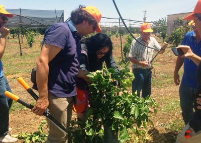 Tecniche di coltivazione di un agrumeto, corso tenutosi a Ribera (AG) - Progetto Social Farming Sicilia
