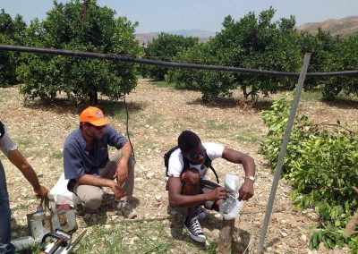 Tecniche di coltivazione di un agrumeto, corso tenutosi a Ribera (AG) - Progetto Social Farming Sicilia